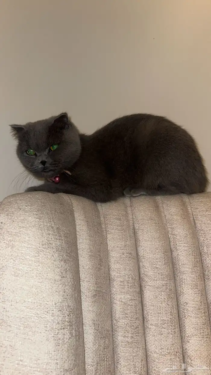 قطه سكوتش فولد للبيع 0