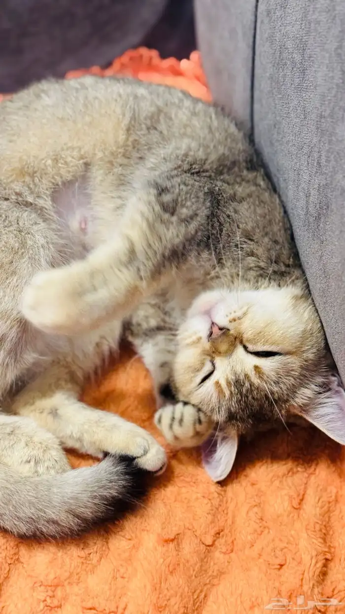 للبيع قطه سكوتش ستريت 0