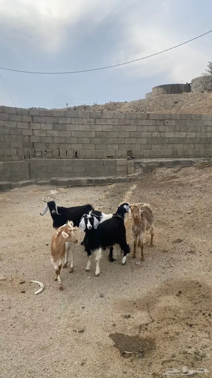 تيوس فل شحم (تم البيع ) 2
