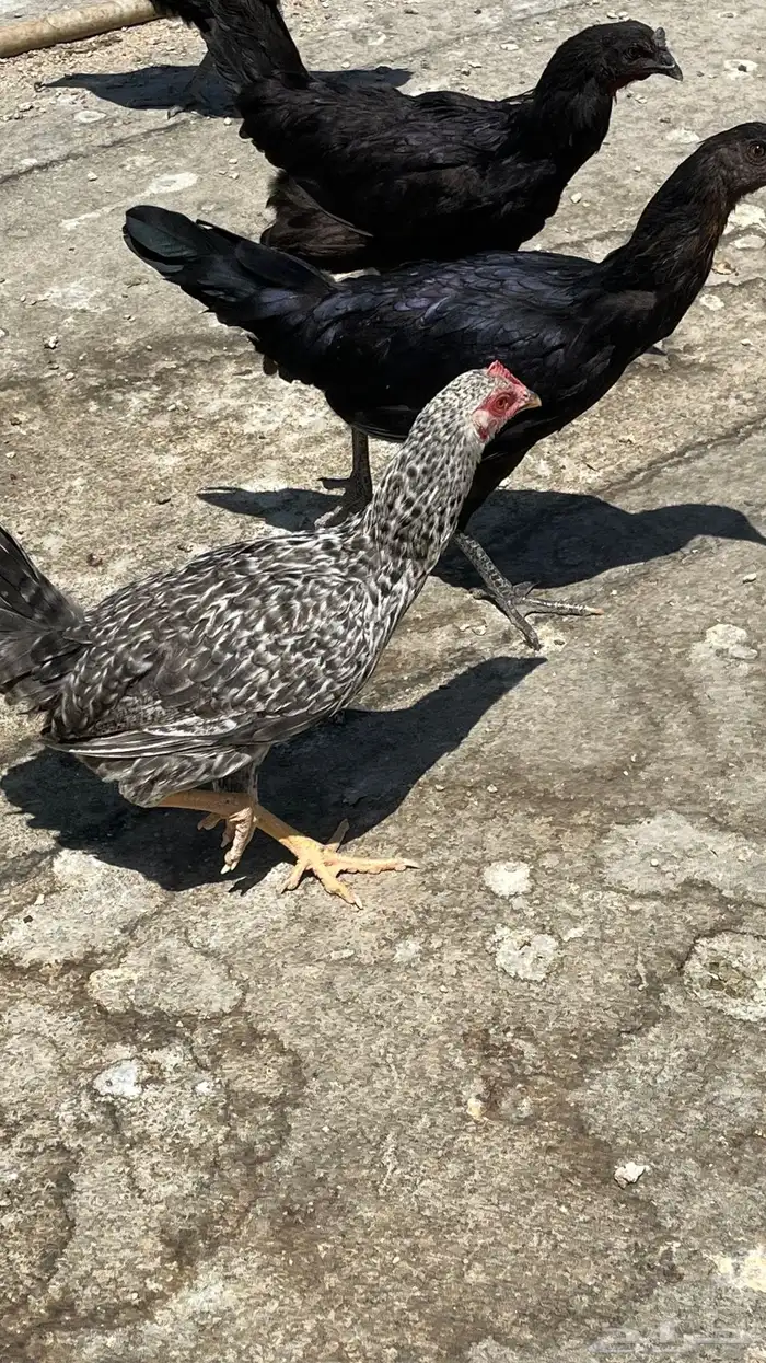 دجاج بلدي ابيض صك وفيومي مصري 4