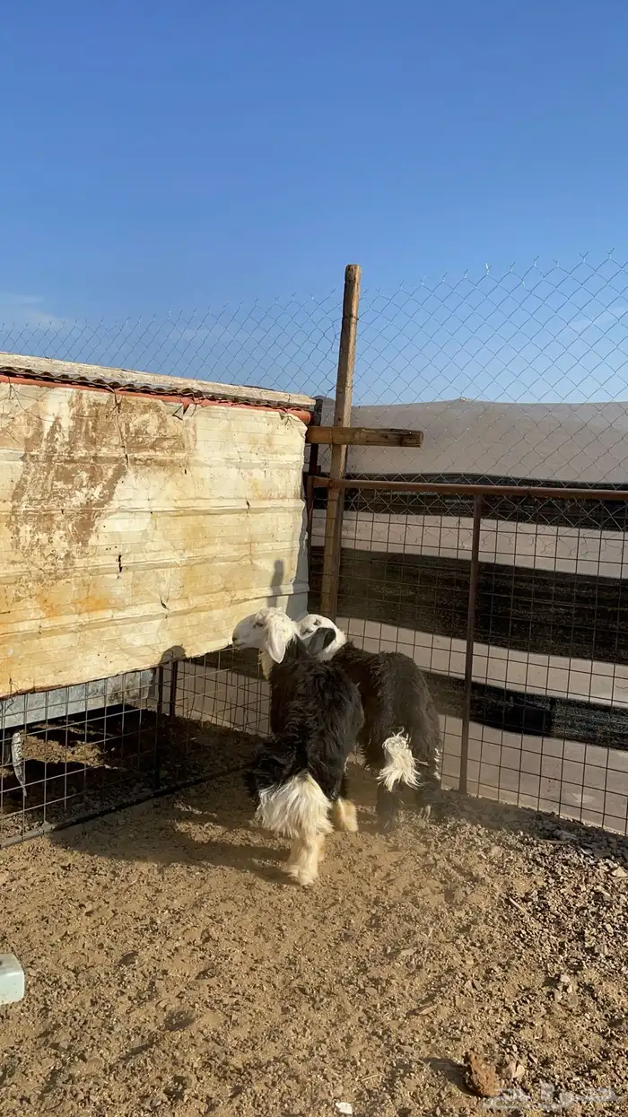 طليان نجد (تم البيع) 4