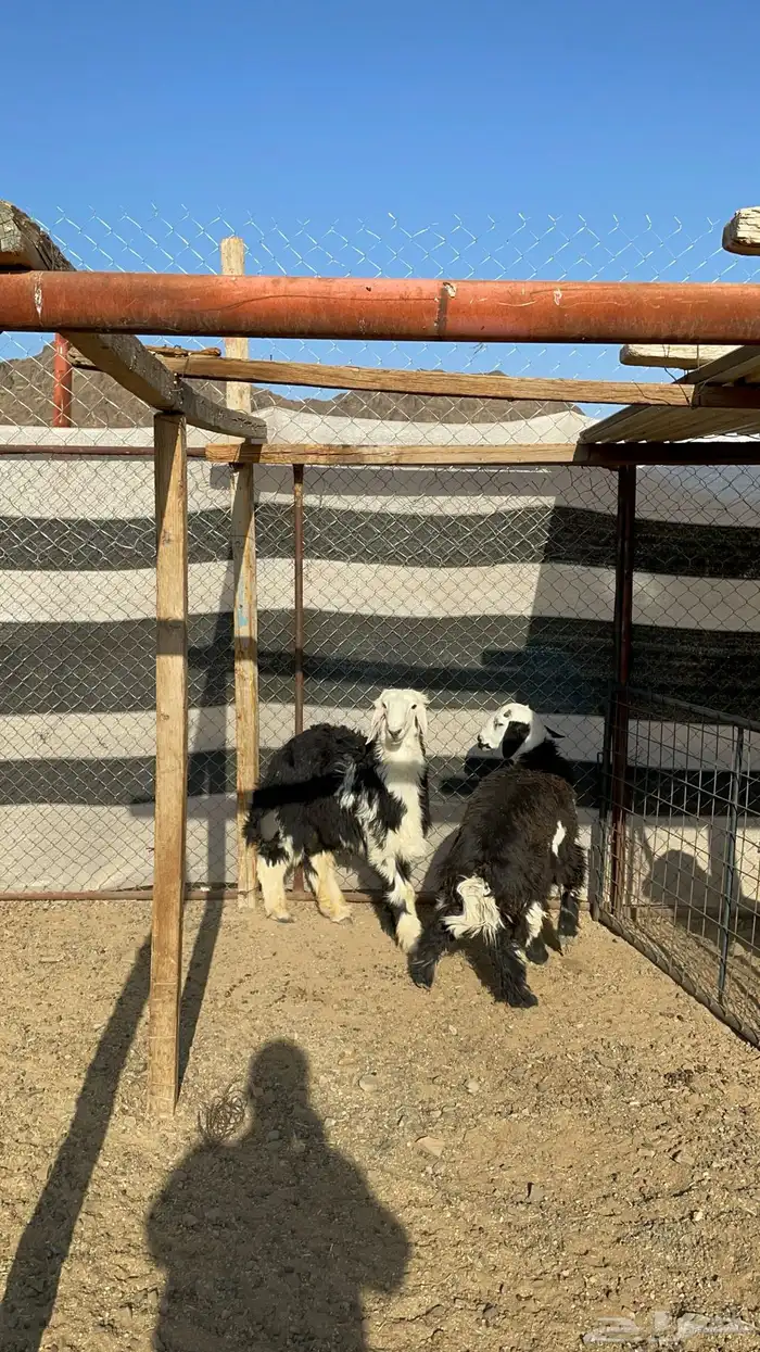 طليان نجد (تم البيع) 0