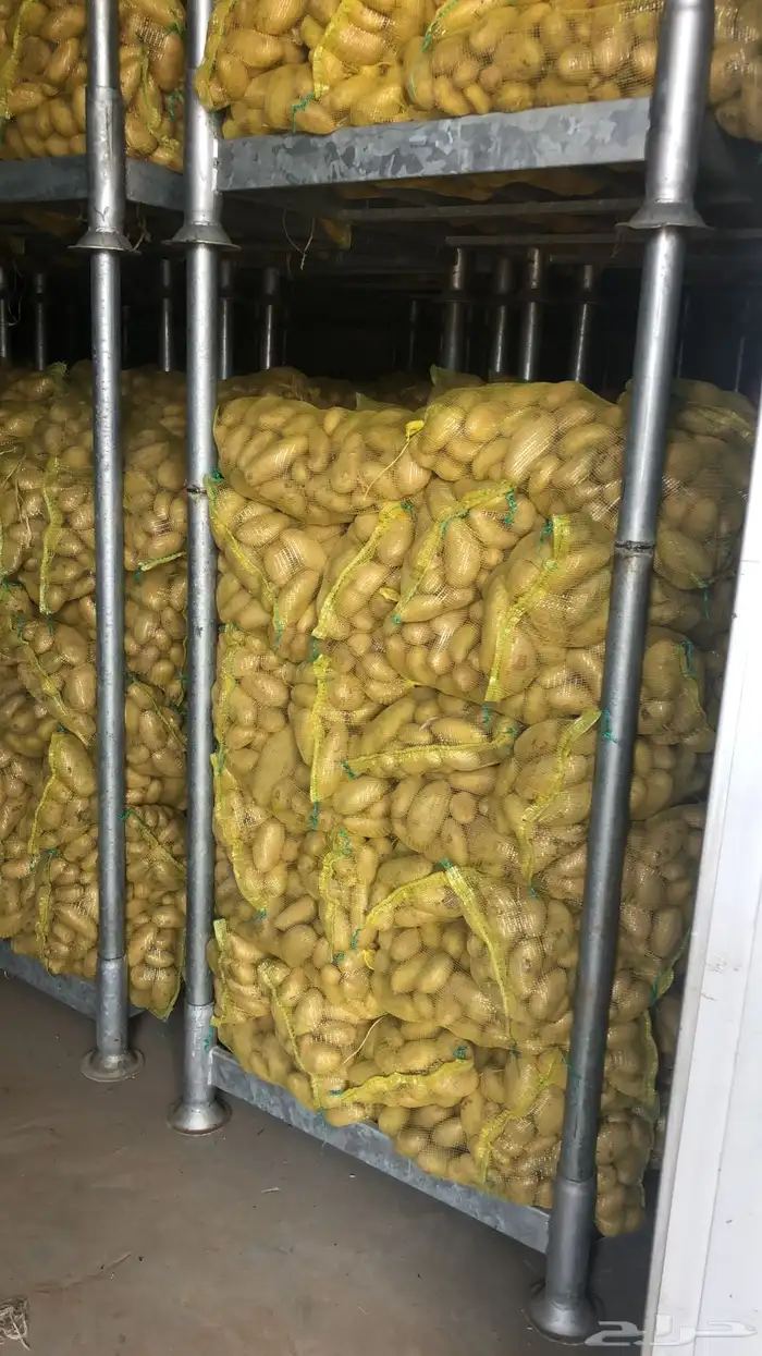 بطاطس وادي الدواسر 0