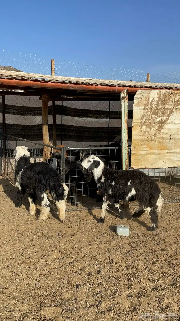 طليان نجد (تم البيع) 5