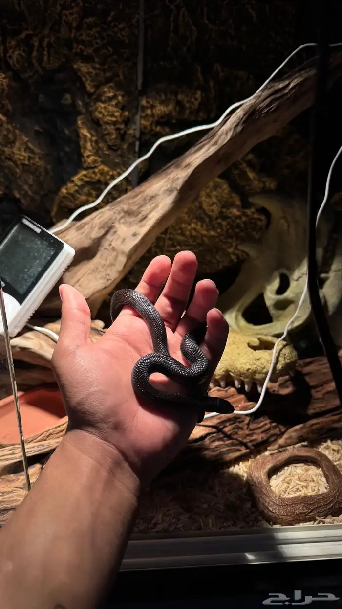 بلاك ماكسيكان كينق سنيك حوض زواحف مجهز بالكامل 4