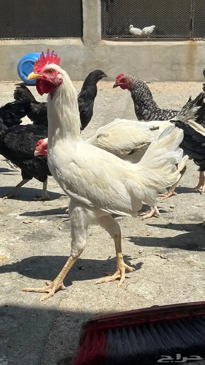 دجاج بلدي ابيض صك وفيومي مصري 5