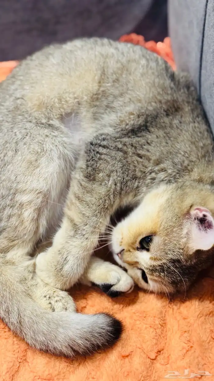 للبيع قطه سكوتش ستريت 1