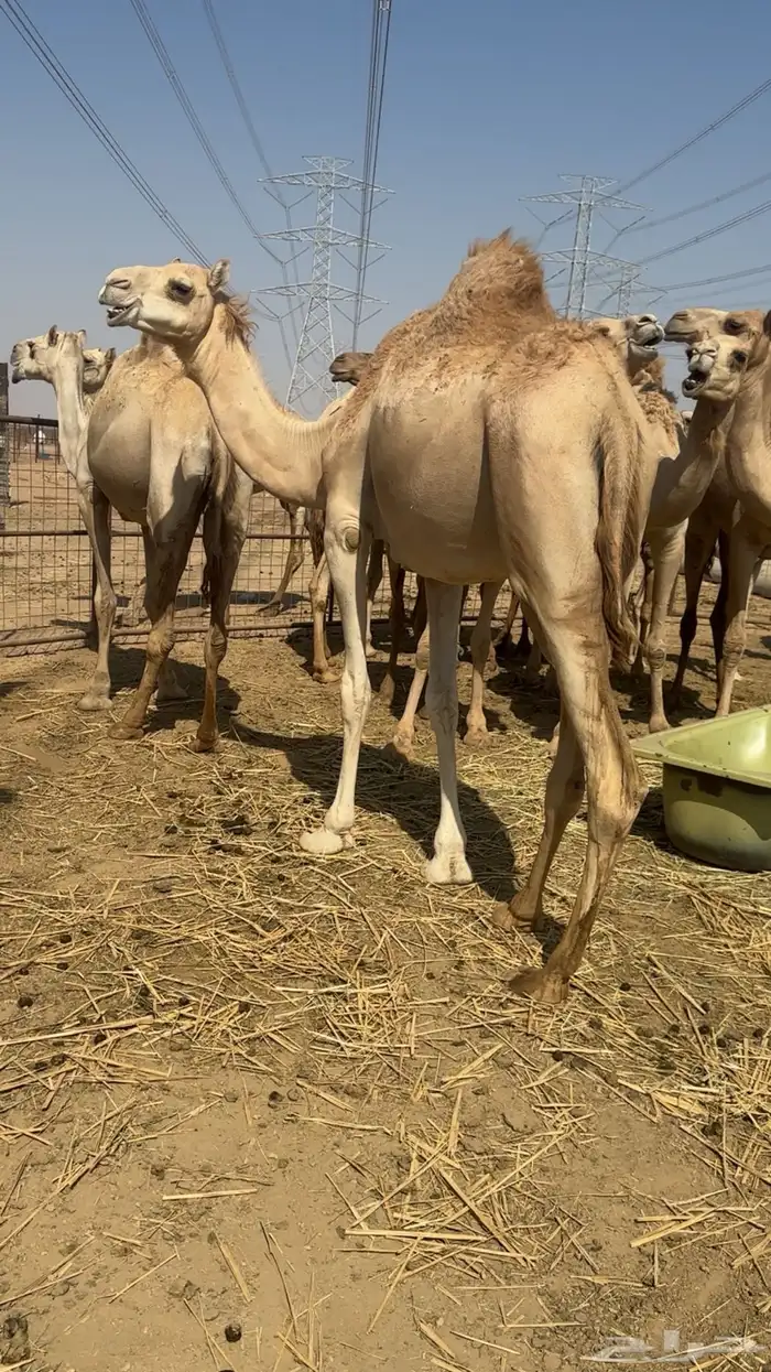 نياق جمله او تفريد هجن أصايل وحمر مجمع بالحليب 8