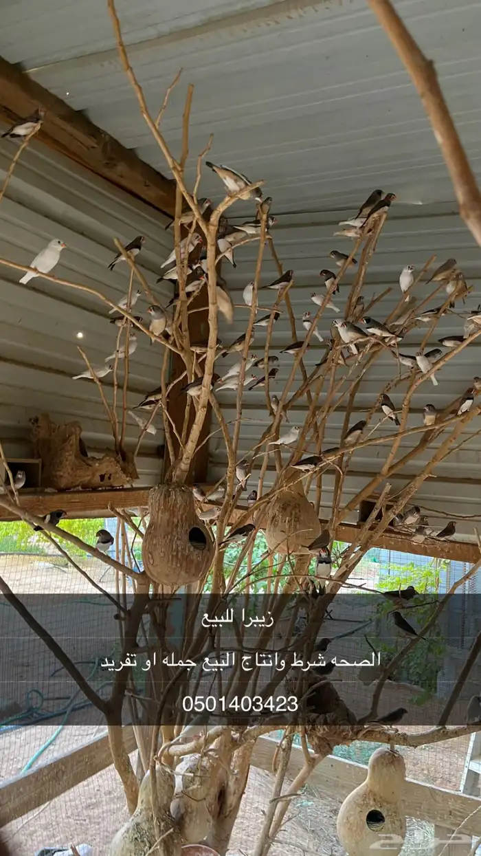 زيبرا للبيع 0