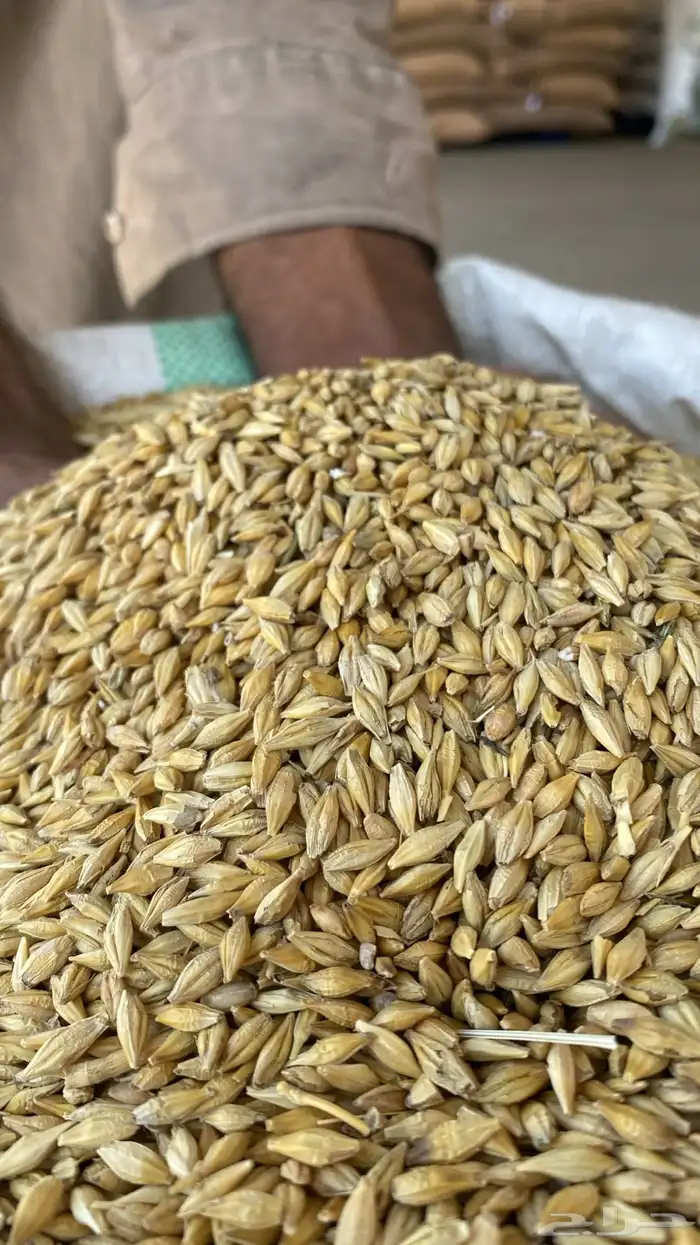 بذر شعير سداسي وثنائي 0