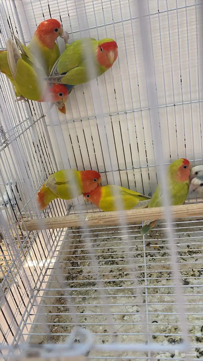 اجواز روز انتاج محلي. فيه منها ولايف ومنتجه جميعها 0