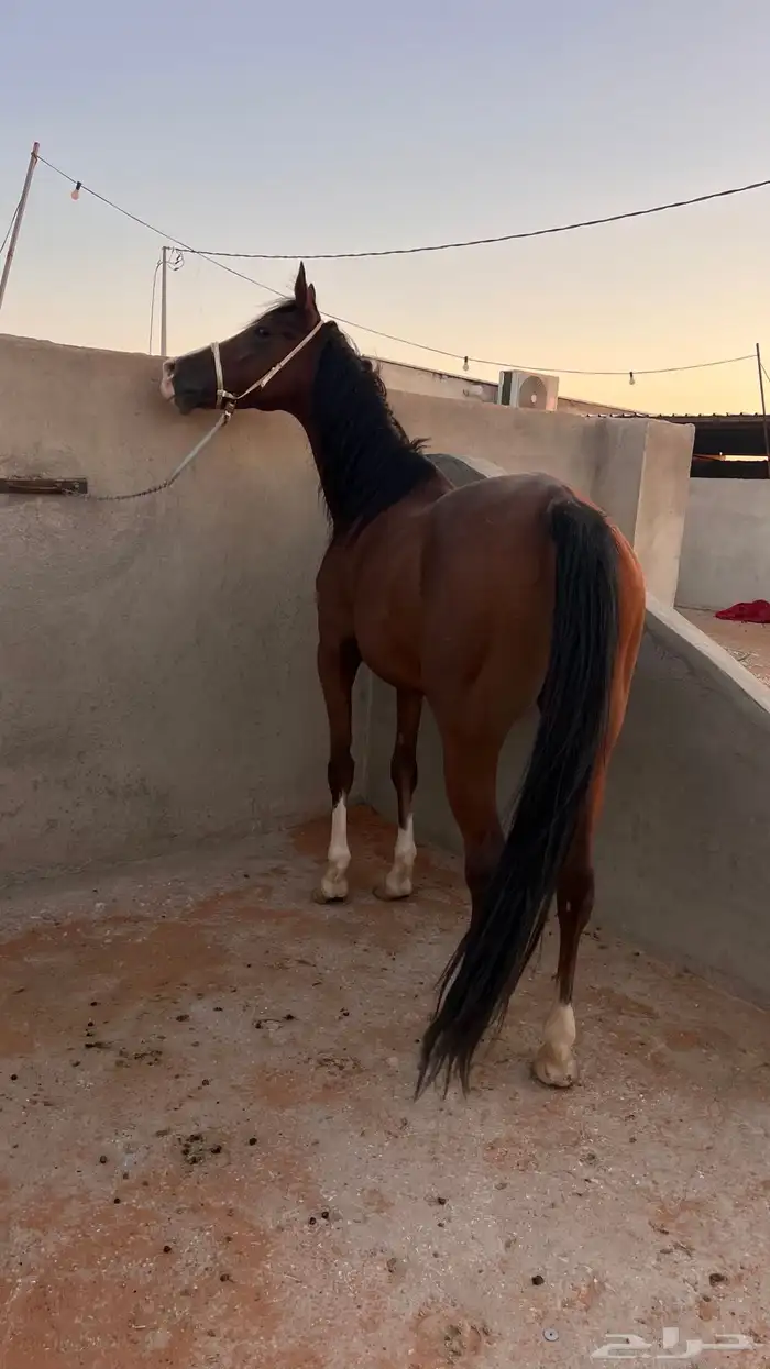 للبيع فرس عربيه 11