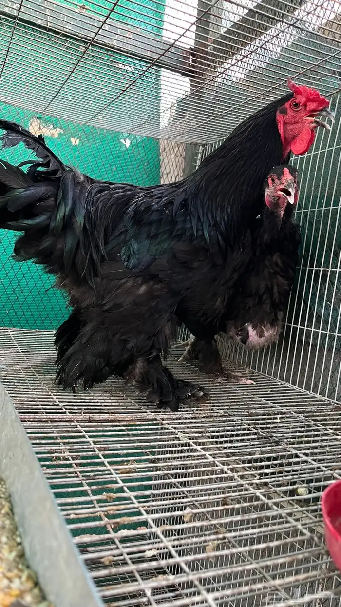 دجاج براهما جوز 0