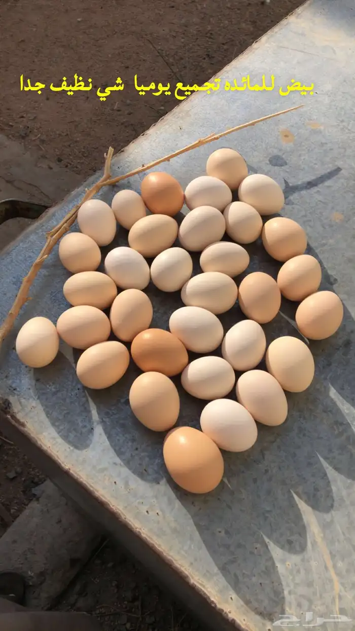 بيض فرنسي 3