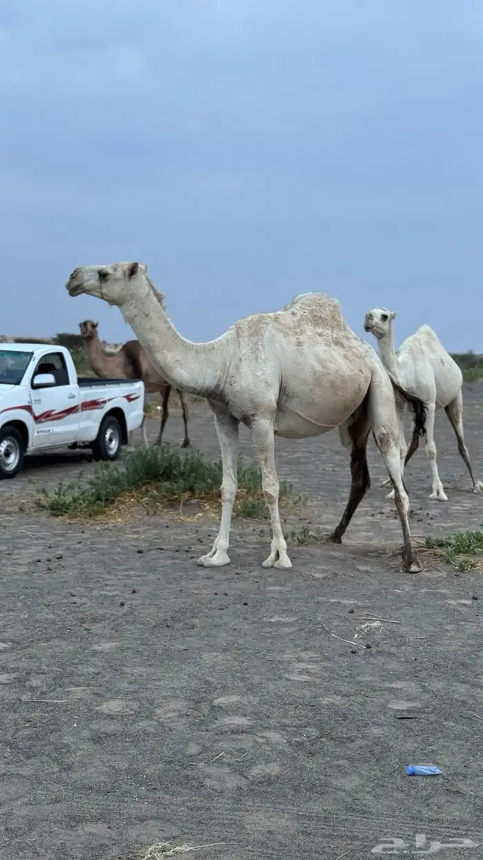 ناقه وضحى طيبه 1