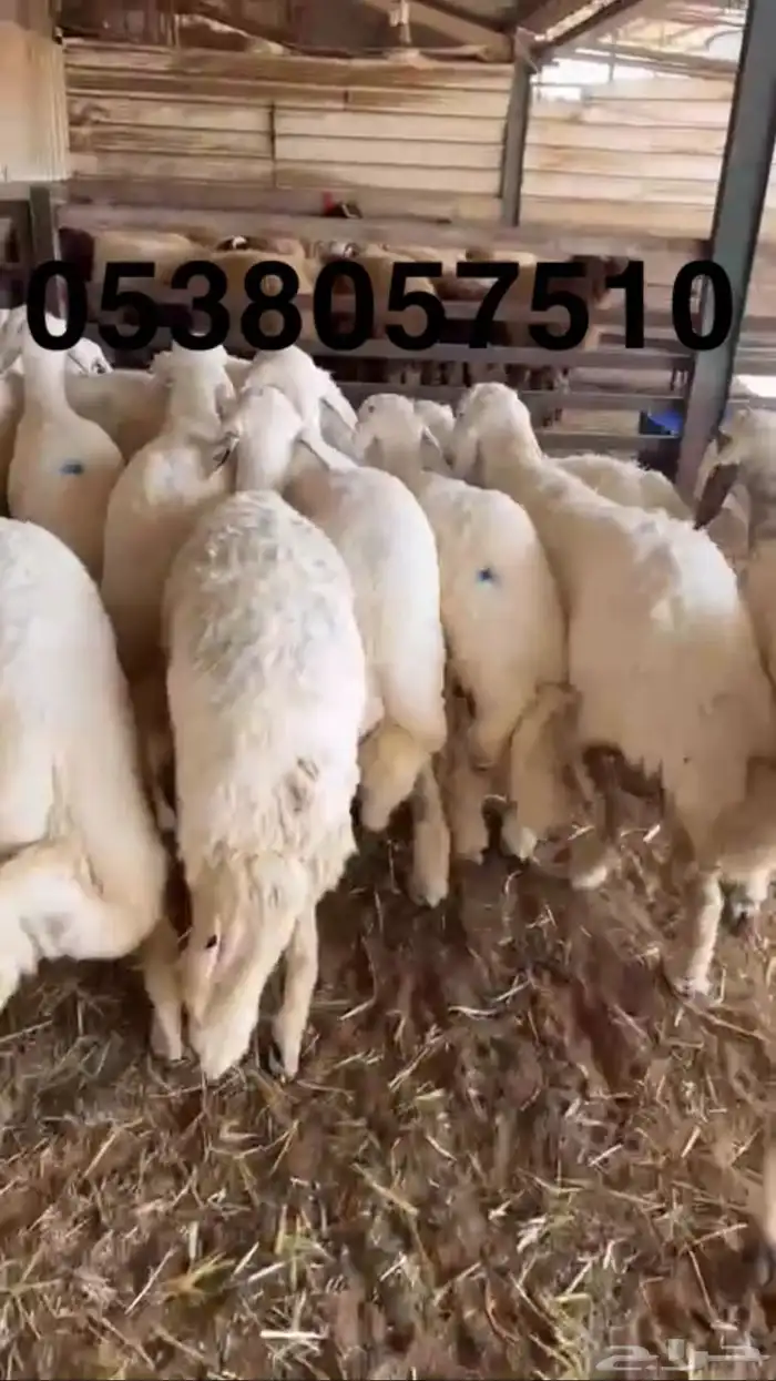 نعيمي جبر ووسط وحري جبر ووسط 19