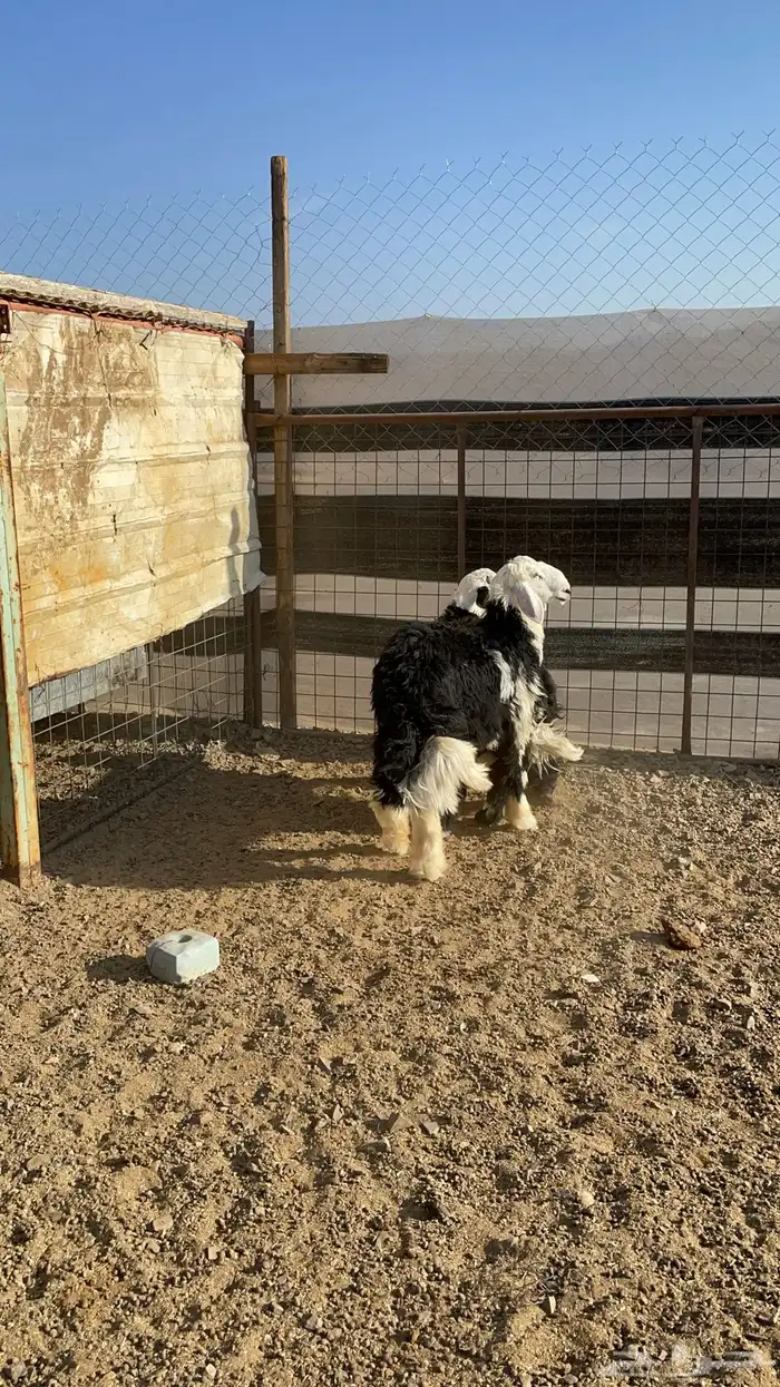 طليان نجد (تم البيع) 3