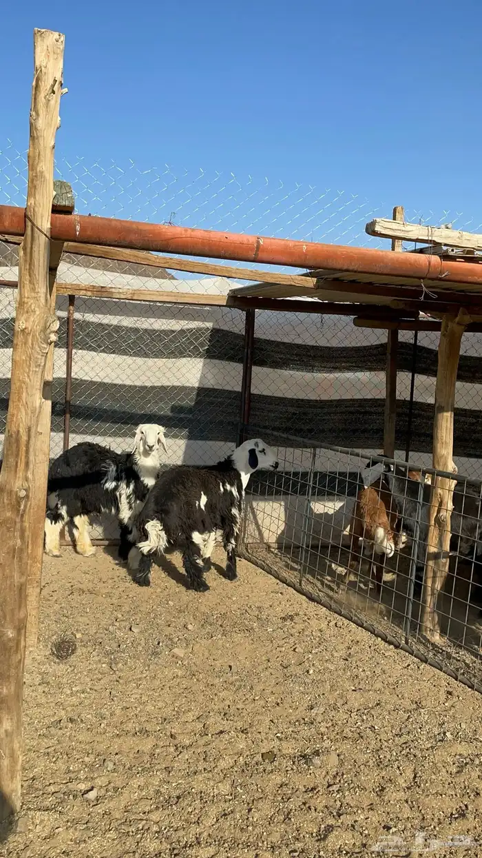 طليان نجد (تم البيع) 6