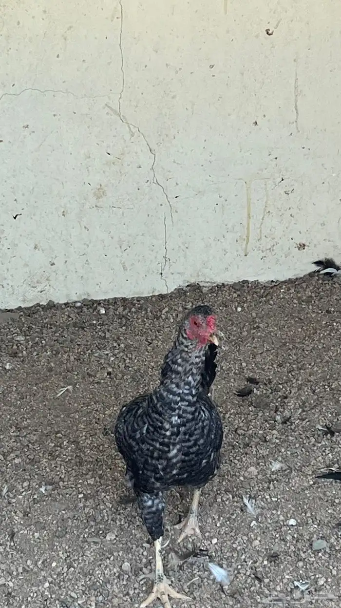 دجاج بلدي ابيض صك وفيومي مصري 0