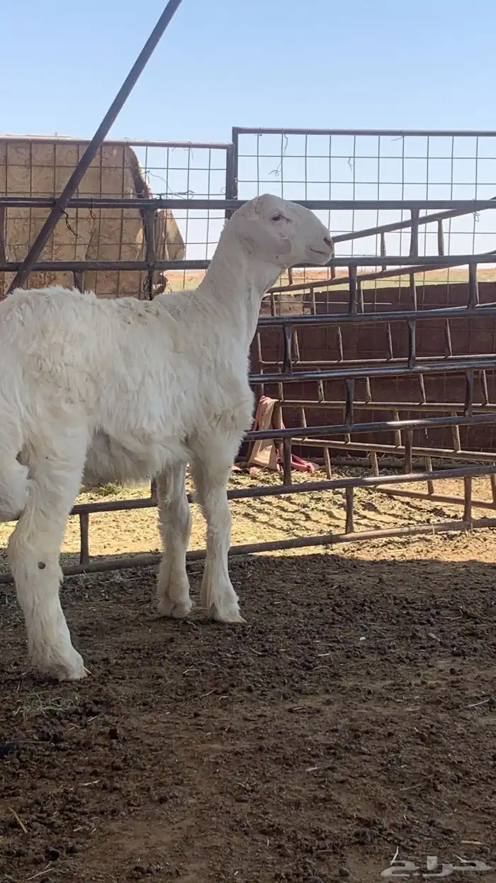 طليان حريه 0