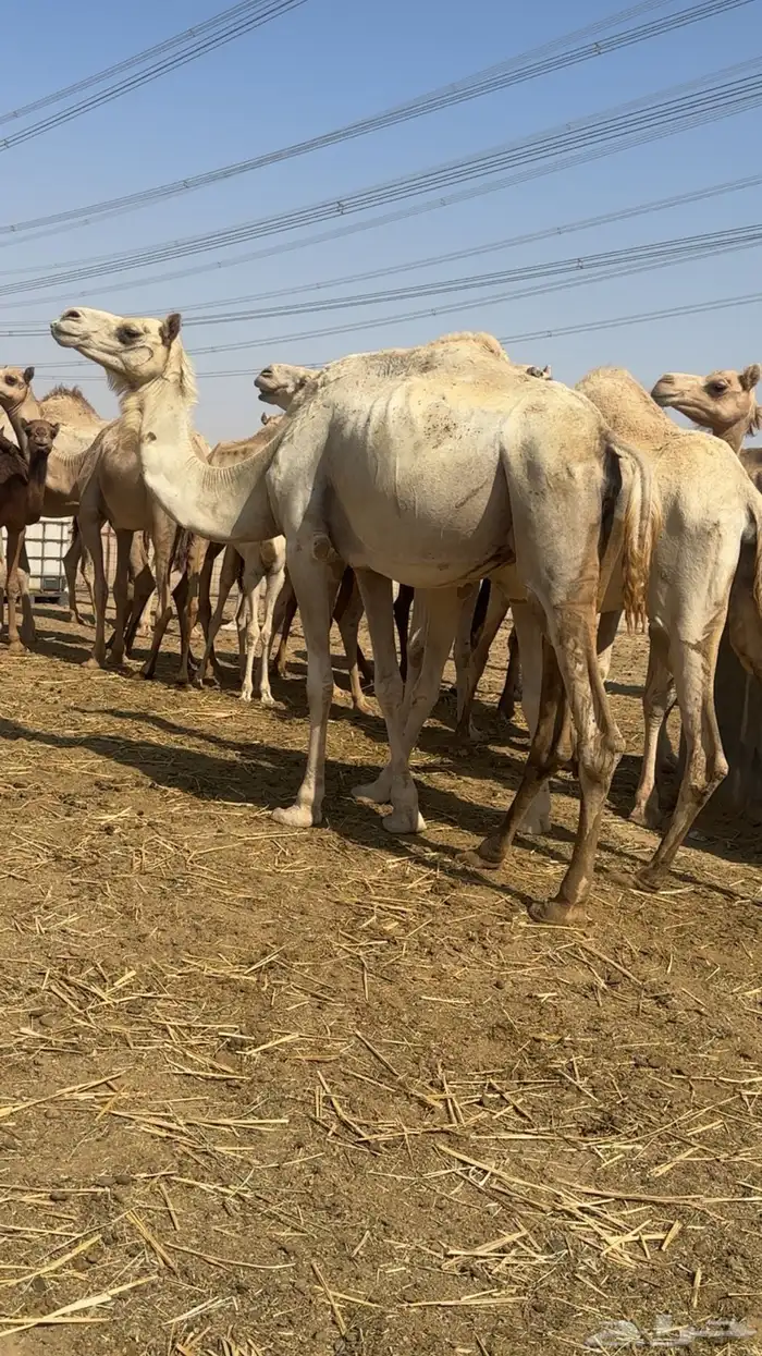 نياق جمله او تفريد هجن أصايل وحمر مجمع بالحليب 6