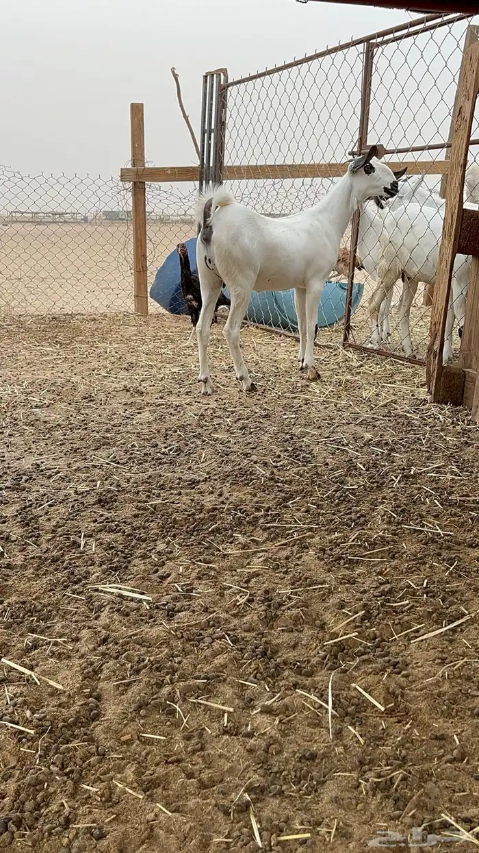 جفره بيشيه صنف الصنف 0