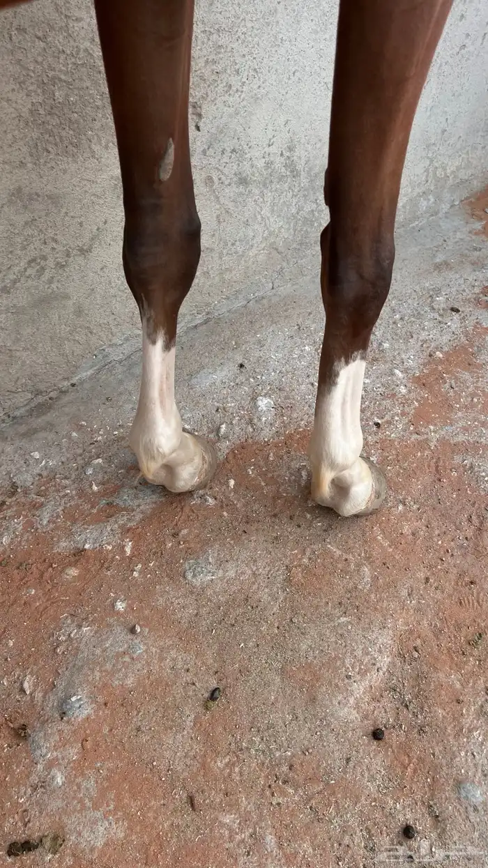للبيع فرس عربيه 6