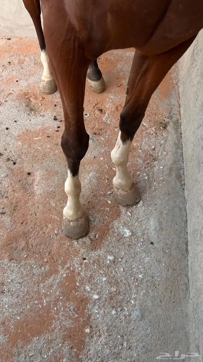 للبيع فرس عربيه 8