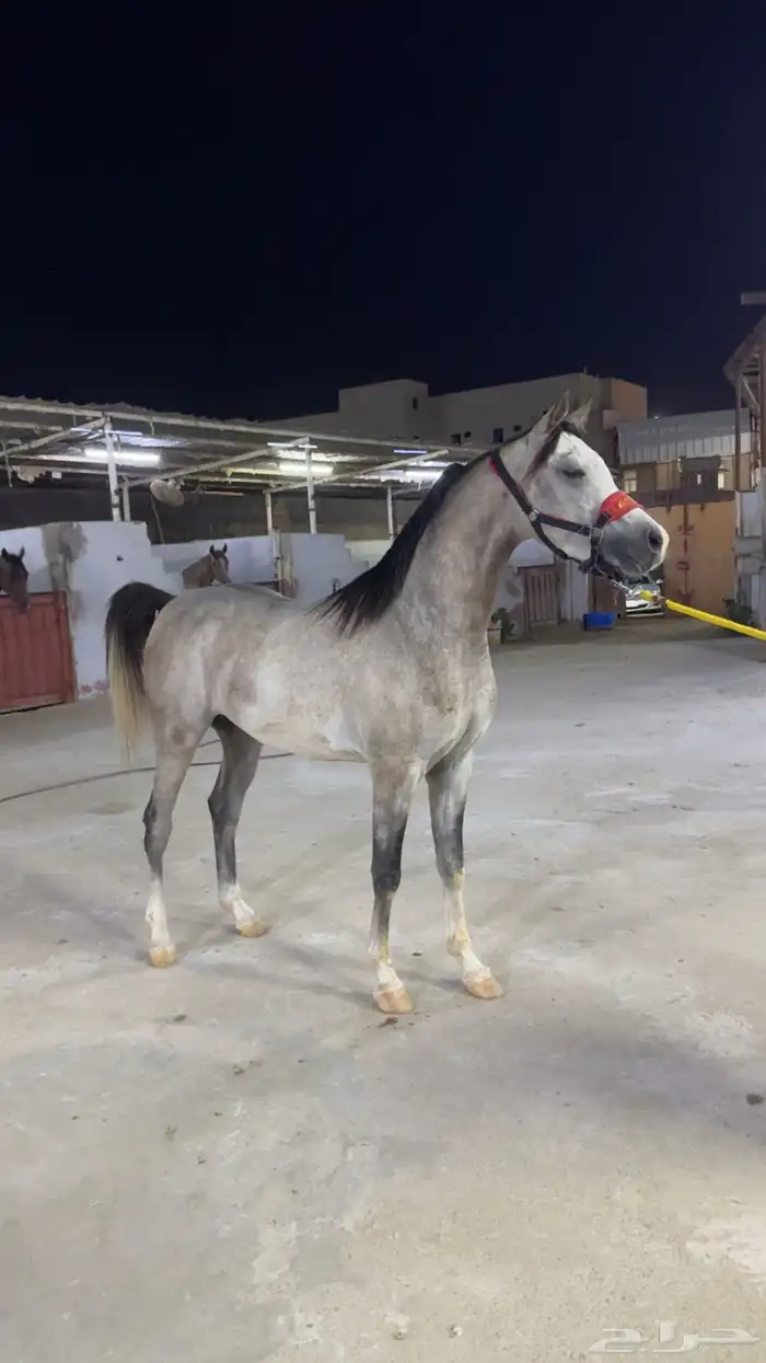 مربط نور الفهد ( ايواء غرف خيل - تدريب - بيع - شراء ) 0