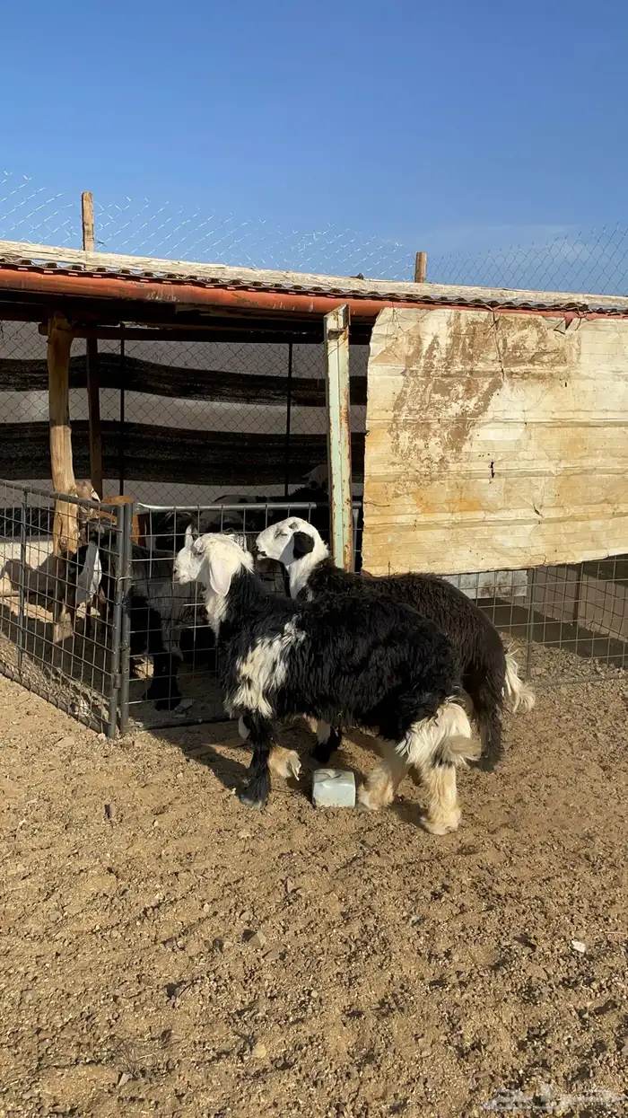 طليان نجد (تم البيع) 1