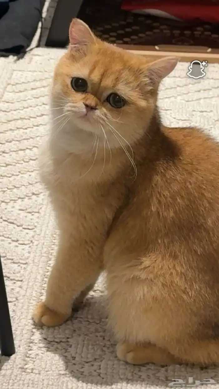 قط بريتش شورت هير للبيع 5