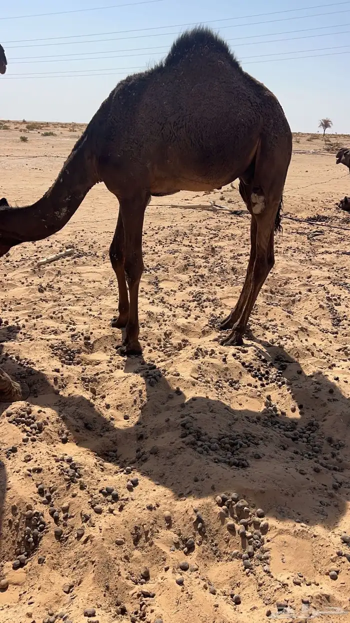 قعود لباني 0