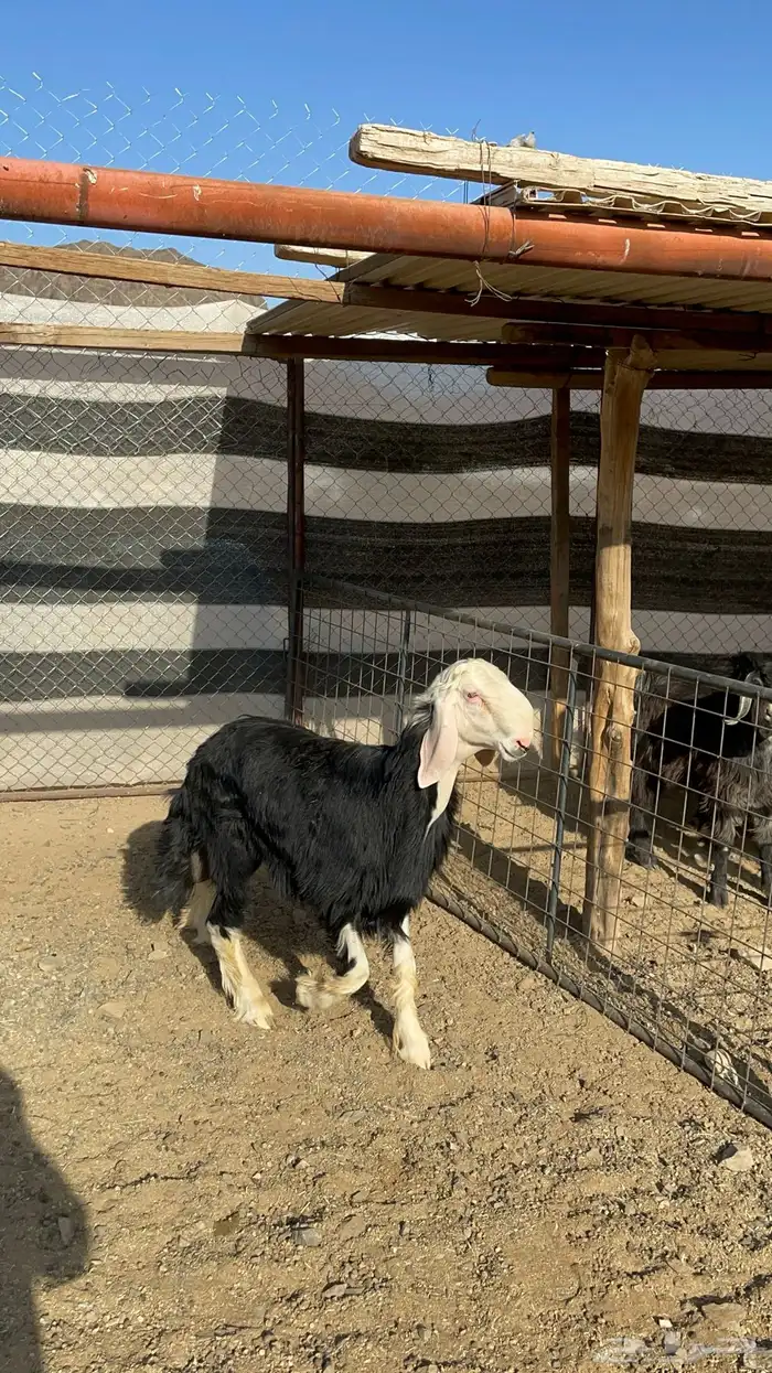 طلي نجدي صنف مشروع فحل فاخر (تم البيع) 1