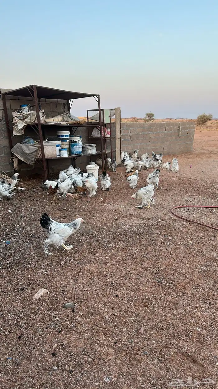 دجاج براهما كلومبي فواخرر 1