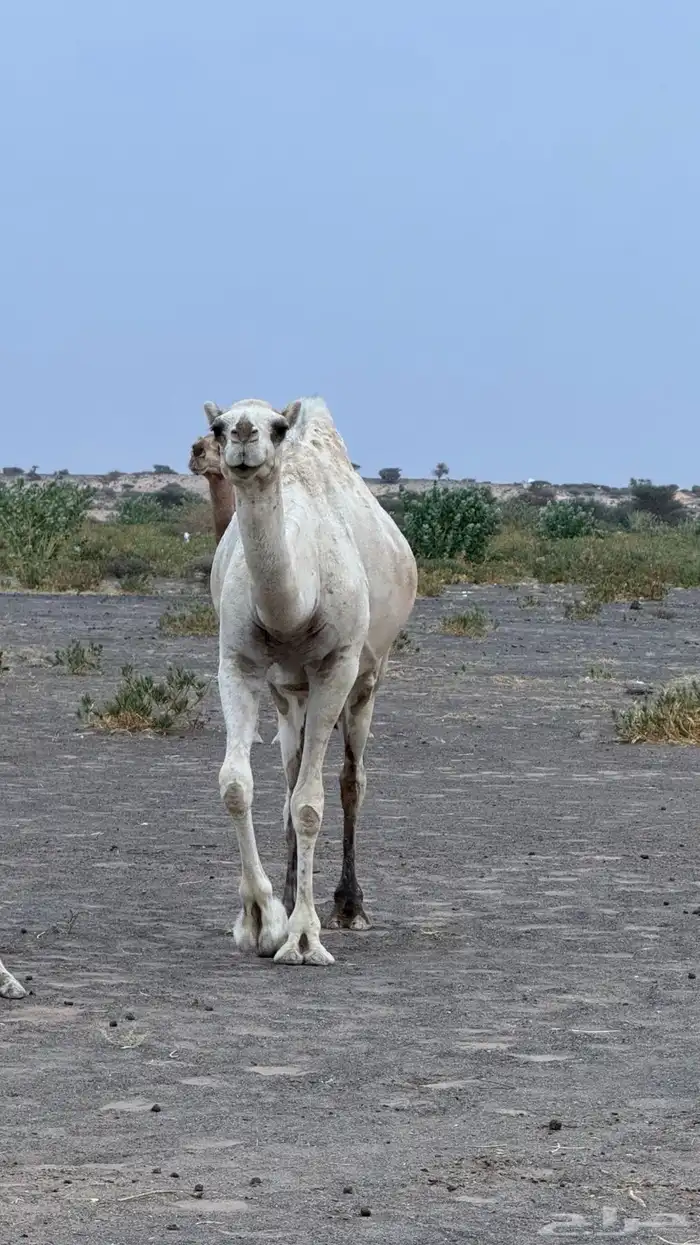 ناقه وضحى طيبه 3