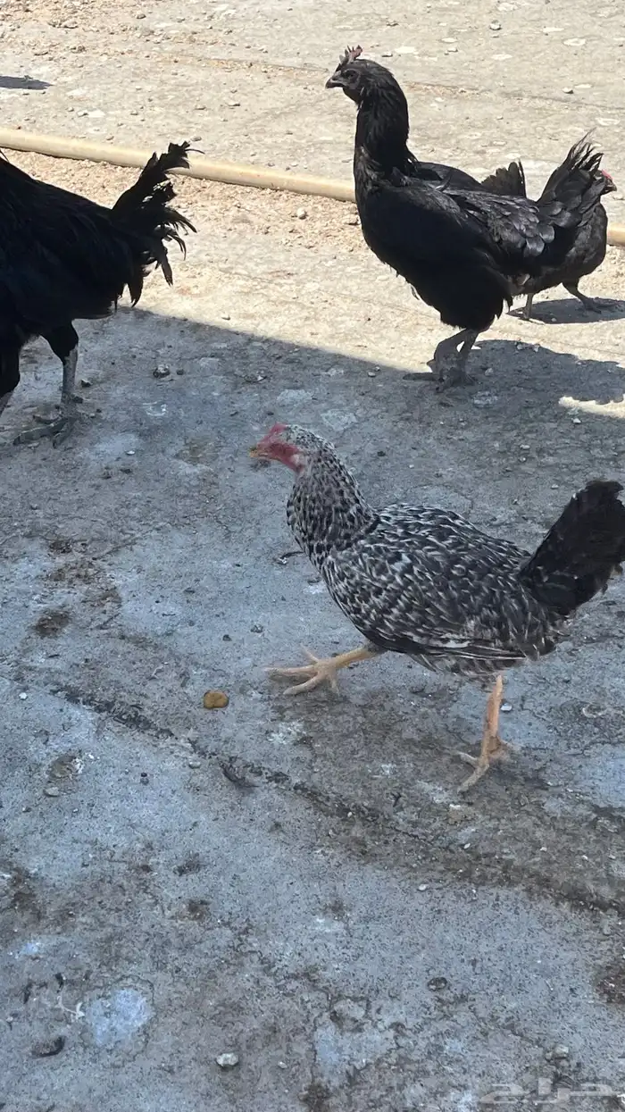 دجاج بلدي ابيض صك وفيومي مصري 2