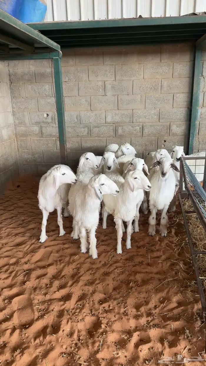 طليان ذبايح 0