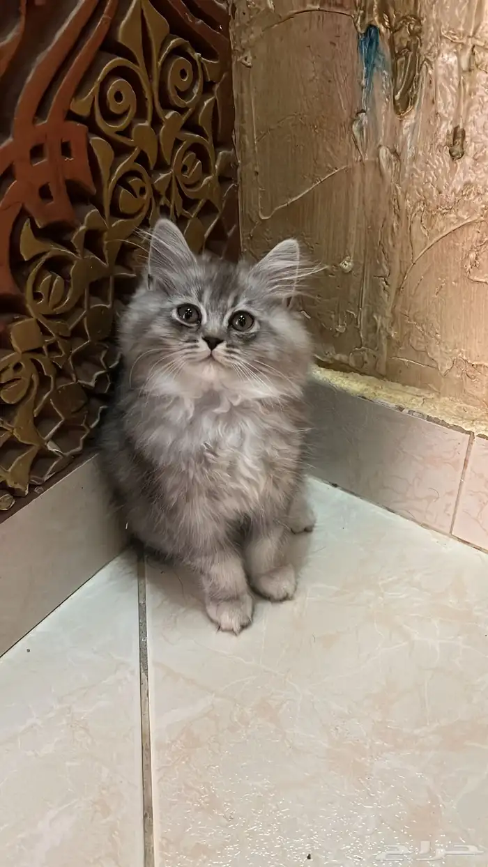 قطط سكوتش للبيع 4