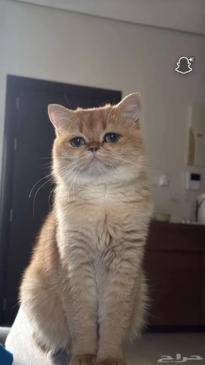 قط بريتش شورت هير للبيع 2