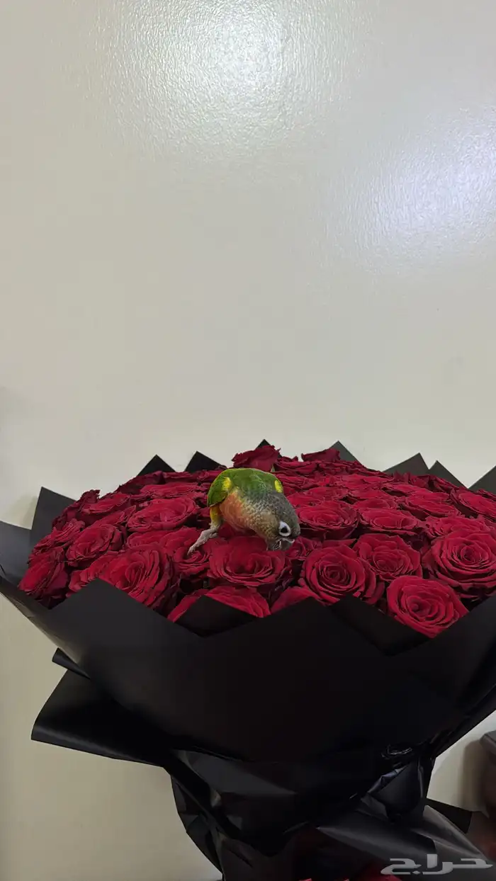 ببغاء كنيور 1