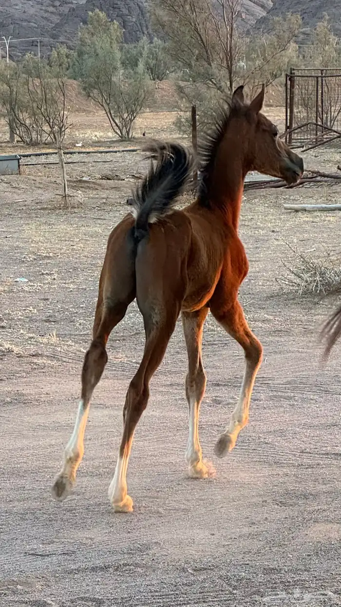 مهر شعبي شيخ 2