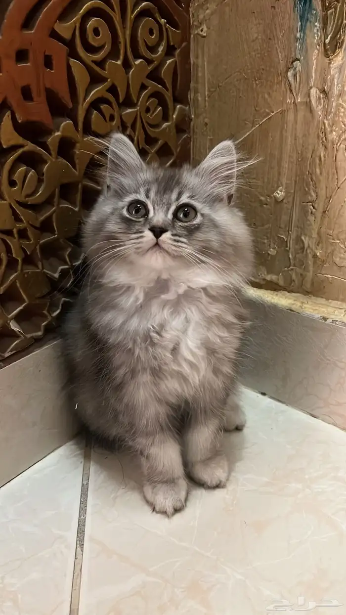 قطط سكوتش للبيع 2