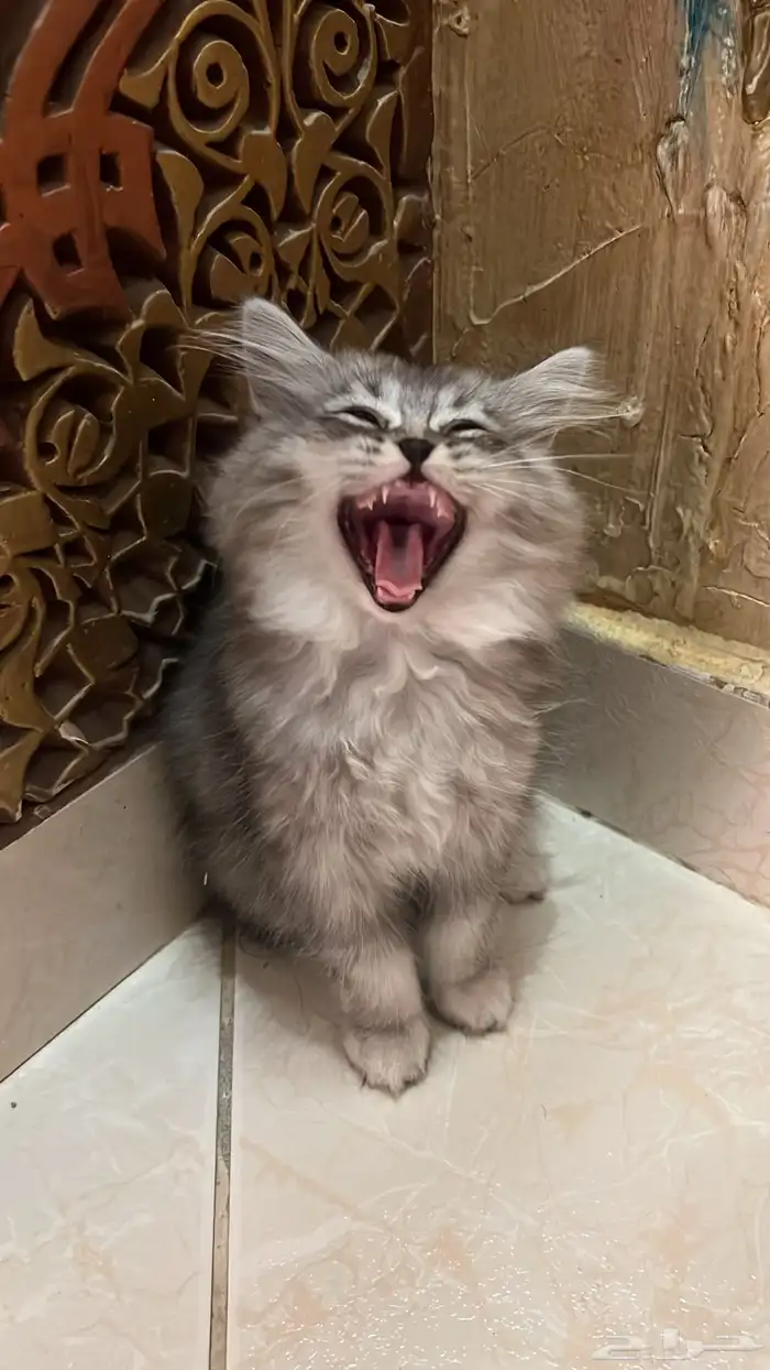 قطط سكوتش للبيع 3