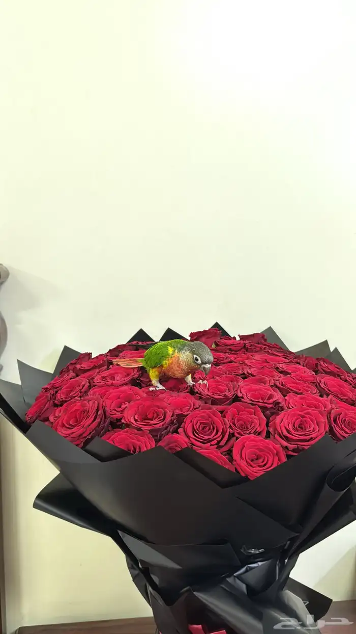 ببغاء كنيور 2