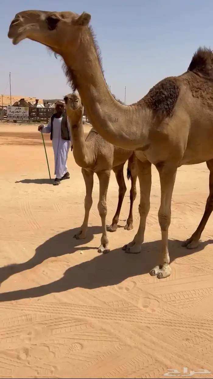 للبيع عشراء حمراء كفو 1