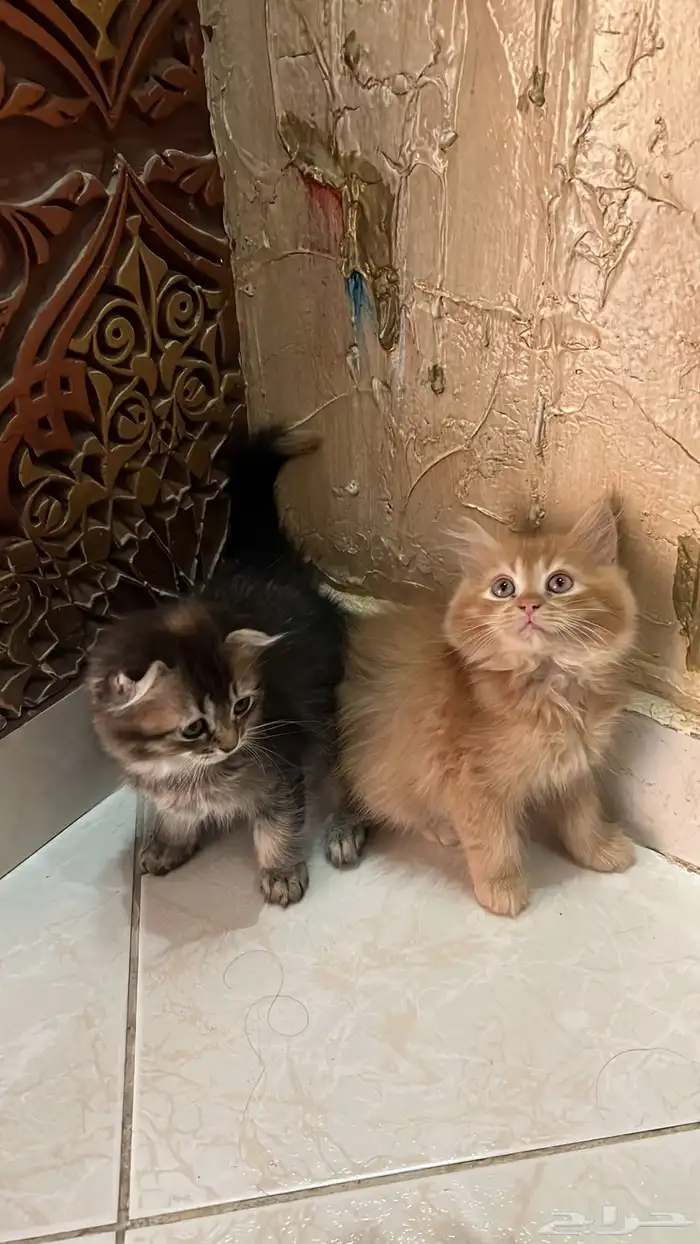قطط سكوتش للبيع 0
