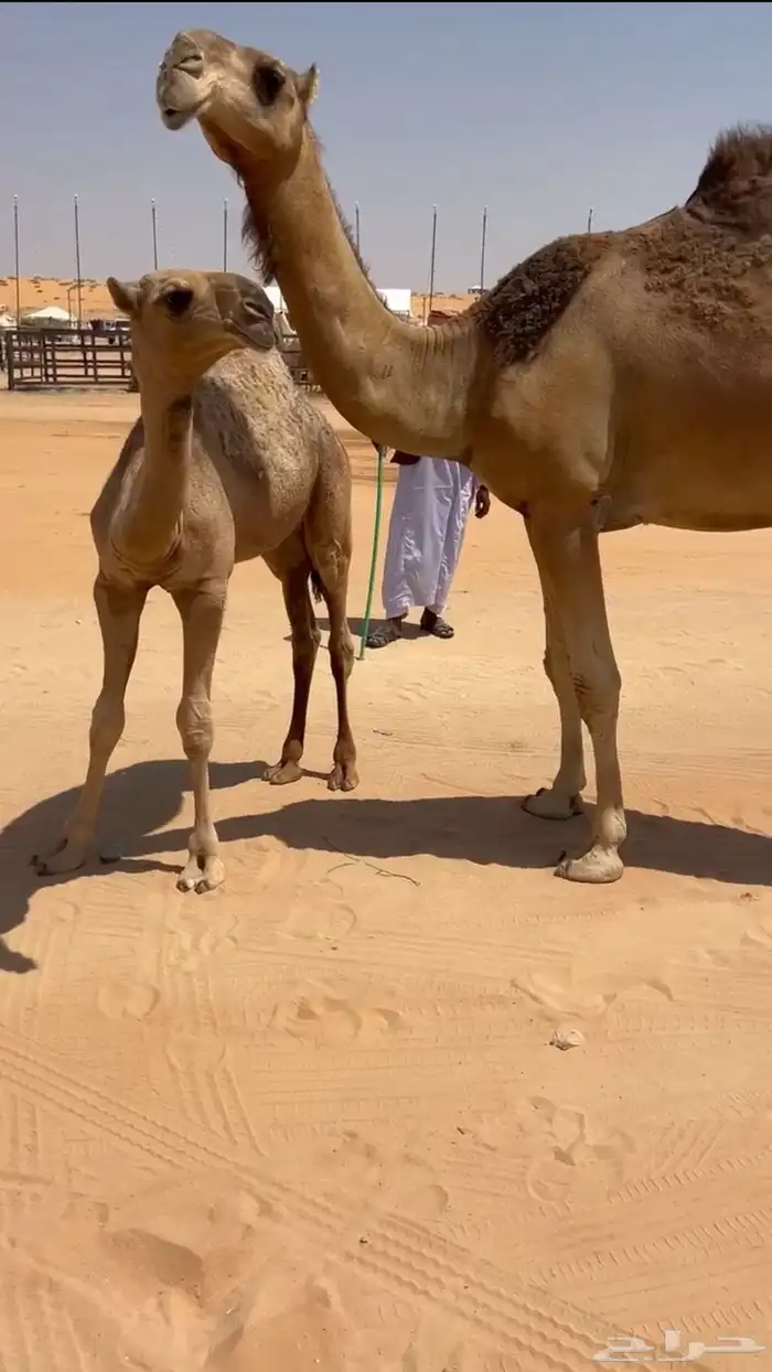 للبيع عشراء حمراء كفو 4