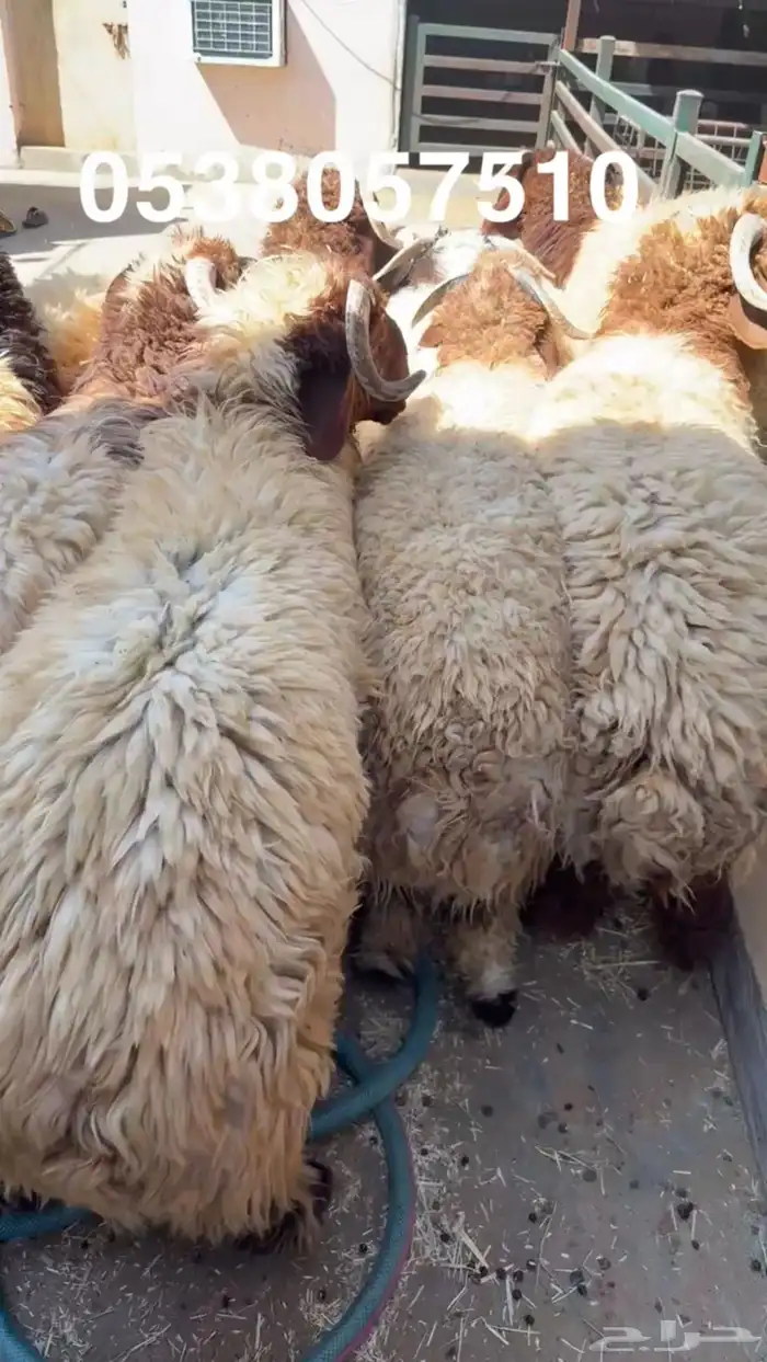 نعيمي جبر ووسط وحري جبر ووسط 6
