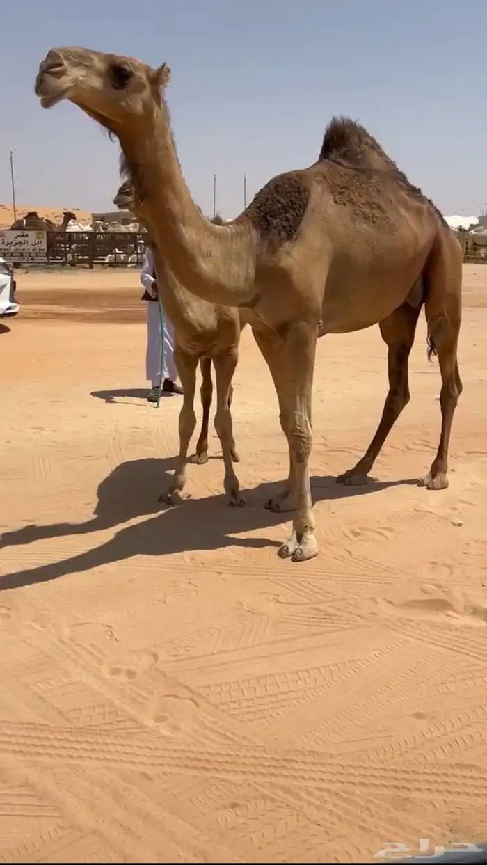للبيع عشراء حمراء كفو 3