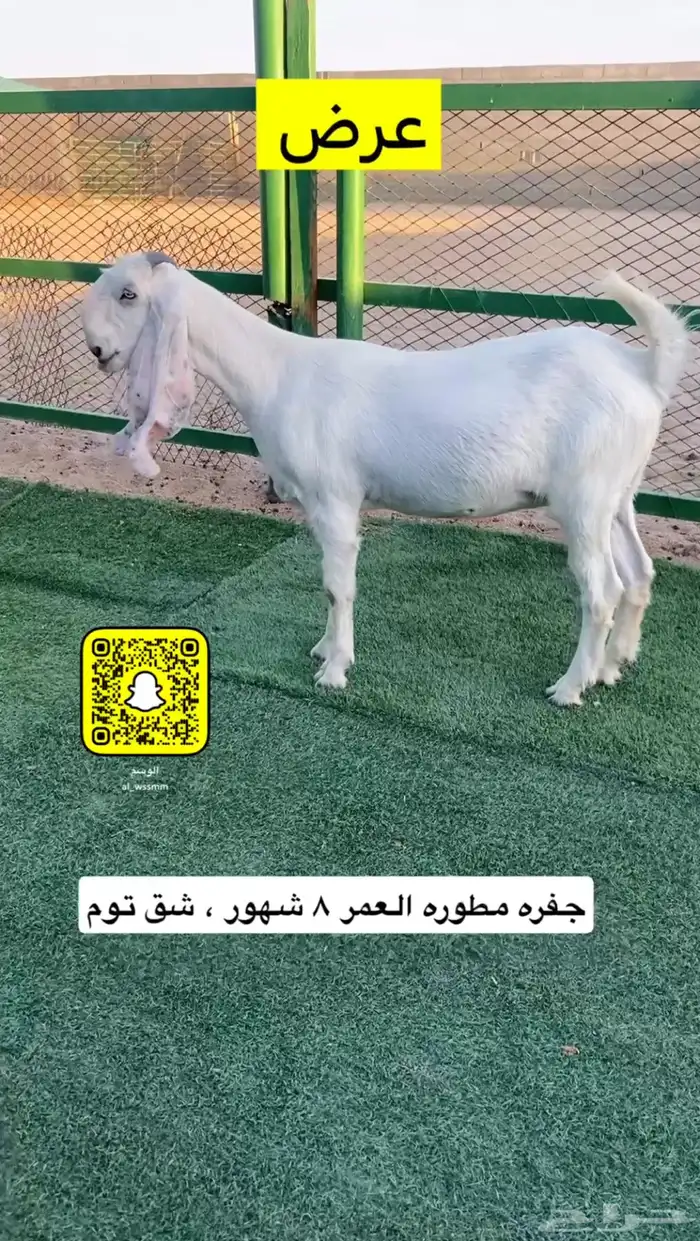 جفره مطوره 1
